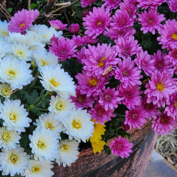 BOGO 1/2 off on Sunday - Picture 2 of 3